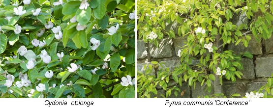 Cydonia en Pyrus